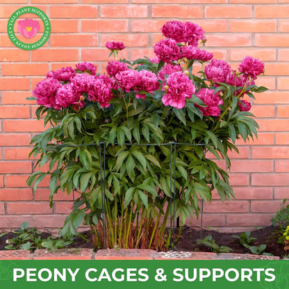 LEOBRO Plant Support Plant Stakes, 12pcs Peony Cages and Supports, Metal Garden Stakes Plant Supports, Plant Support Stakes, for Peony, Tomato, Hydrangea, Indoor Outdoor Plants, 10" W x 24" H