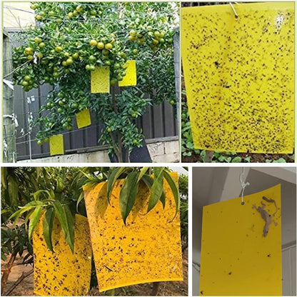 40 Pack Fungus Gnat Traps for House Indoor Yellow Sticky Traps for Gnats Sticky Traps for Plants, Dual-Sided Fungus Gnat Sticky Traps Fruit Fly Traps for Indoors
