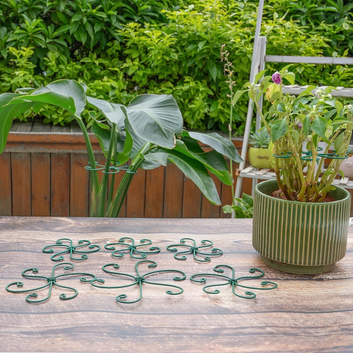 Yohsnor Monstera Plant Stem Support System - 5 Piece Set (5.5x4.7in) | Durable Plant Support Stakes for Climbing Plants & Fishbone Cactus | Ideal Leaf Stabilizer for Indoor Plants & Monstera Care