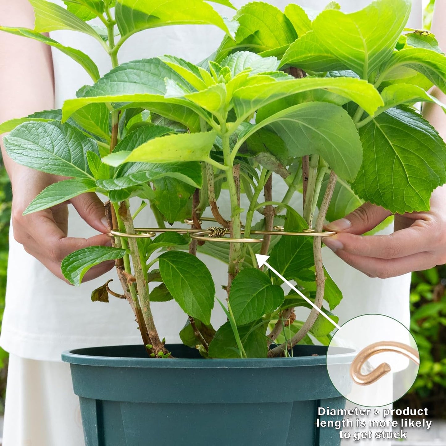 5PCS Monstera Plant Stem Support Stakes - 5.5 * 5.5IN Metal Supports for Monstera and Fishbone Cactus, Sturdy Frame, Easy Installation, Flexible Protection for Healthy Growth Indoors