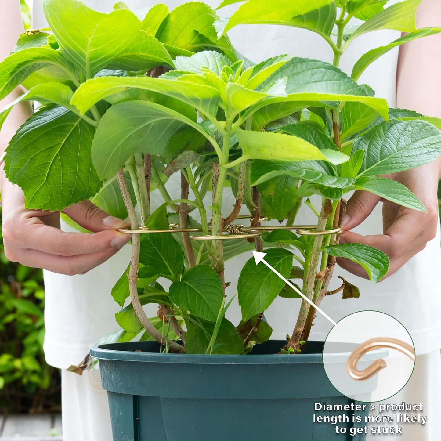 Yohsnor Monstera Plant Stem Support System - 5 Piece Set (5.5x4.7in) | Durable Plant Support Stakes for Climbing Plants & Fishbone Cactus | Ideal Leaf Stabilizer for Indoor Plants & Monstera Care