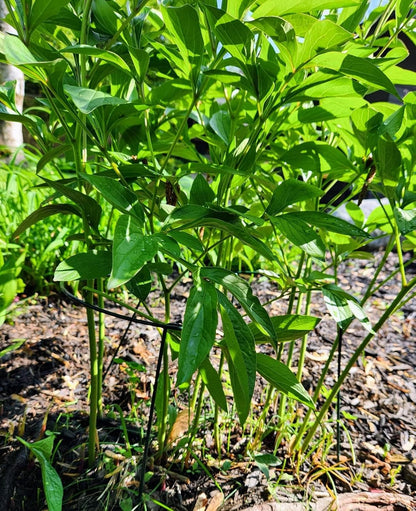 6 Pack 15.8 Inch High Plant Stake,Garden Plant Support,Half-Round Peony Cage Plant Ring Hoop