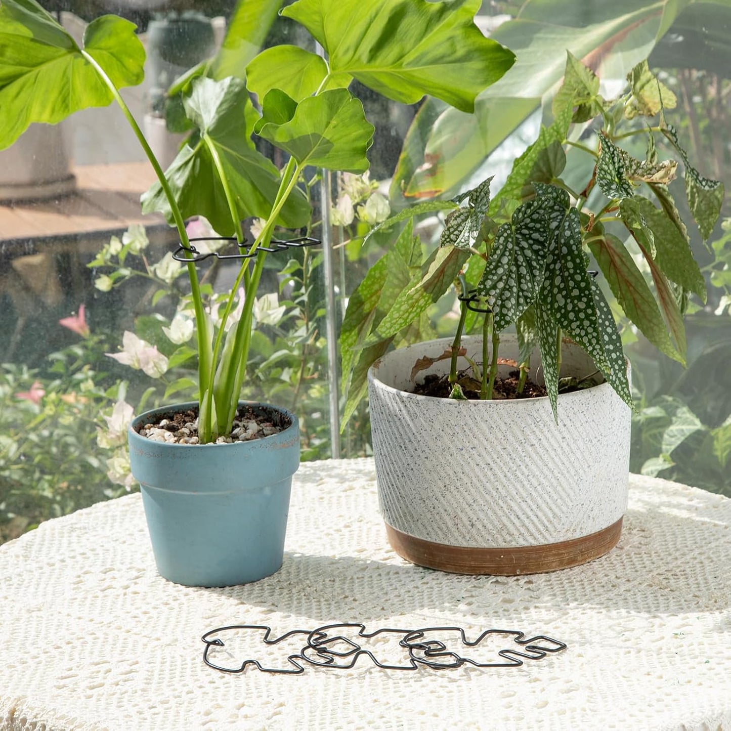 Yohsnor Monstera Plant Stem Support System - 5 Piece Set (5.5x4.7in) | Durable Plant Support Stakes for Climbing Plants & Fishbone Cactus | Ideal Leaf Stabilizer for Indoor Plants & Monstera Care