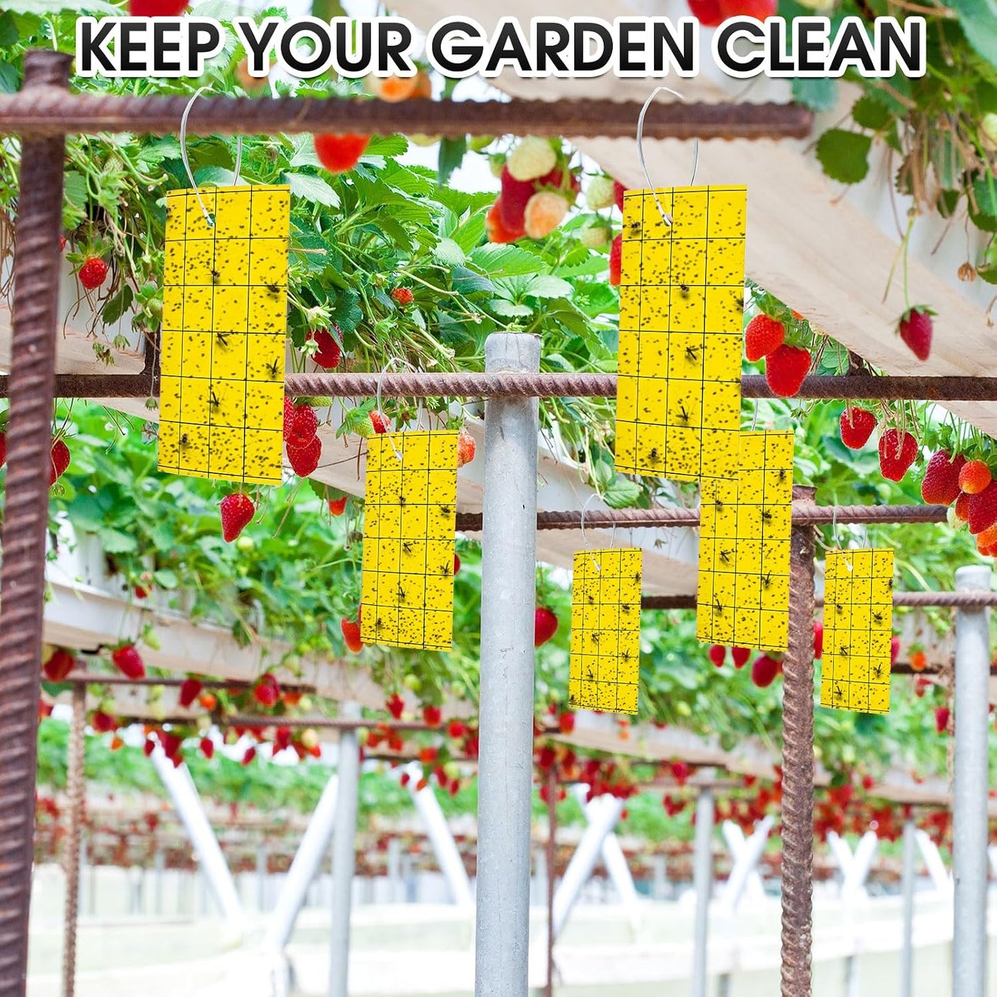 Qualirey 100 Sticky Trap for Gnats 3 x 5'' Dual Side Sticky Fruit Fly Trap with Tie Plant for Flying Insect Fungus Bugs Flying Catcher for Indoor (Dark Blue)