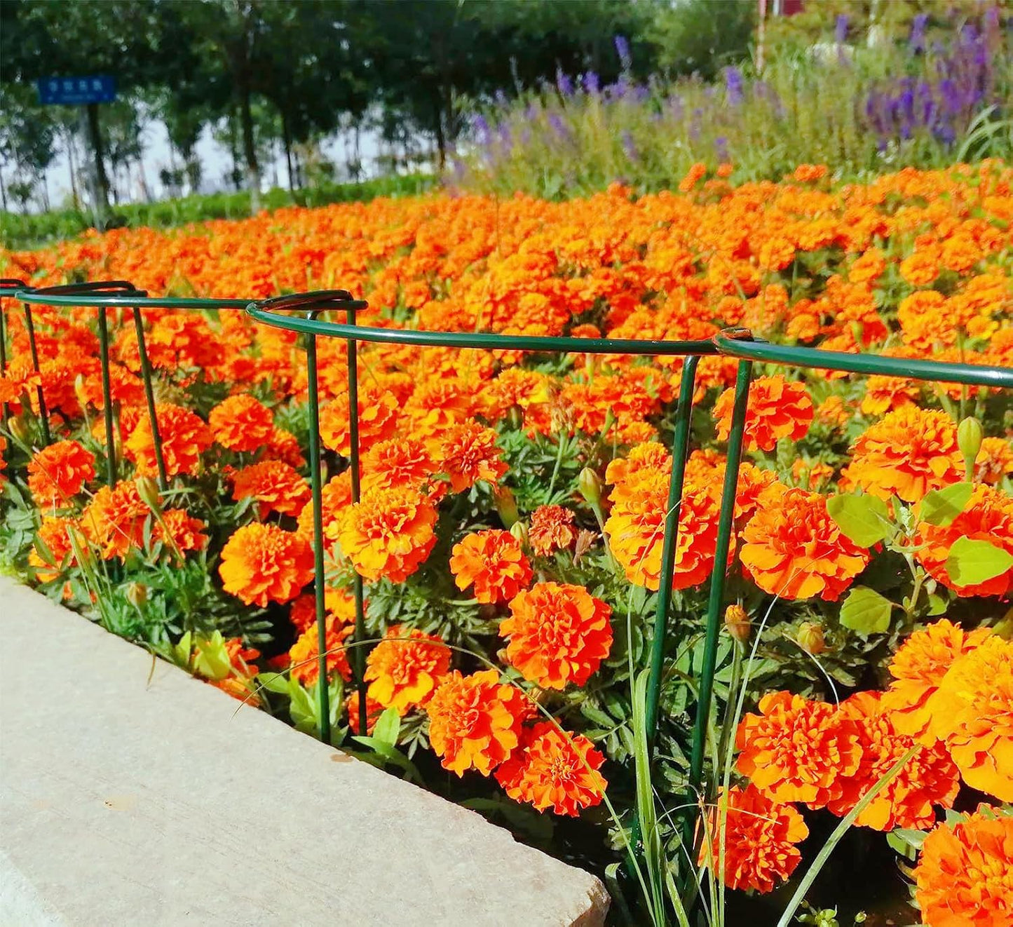 6 Pack 15.8 Inch High Plant Stake,Garden Plant Support,Half-Round Peony Cage Plant Ring Hoop