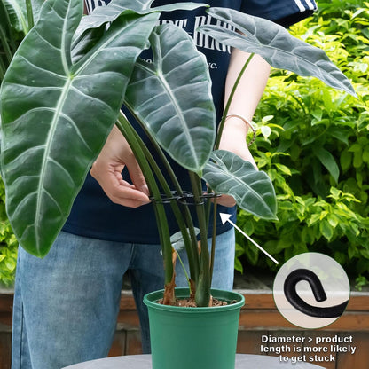 Yohsnor Monstera Plant Stem Support System - 5 Piece Set (5.5x4.7in) | Durable Plant Support Stakes for Climbing Plants & Fishbone Cactus | Ideal Leaf Stabilizer for Indoor Plants & Monstera Care
