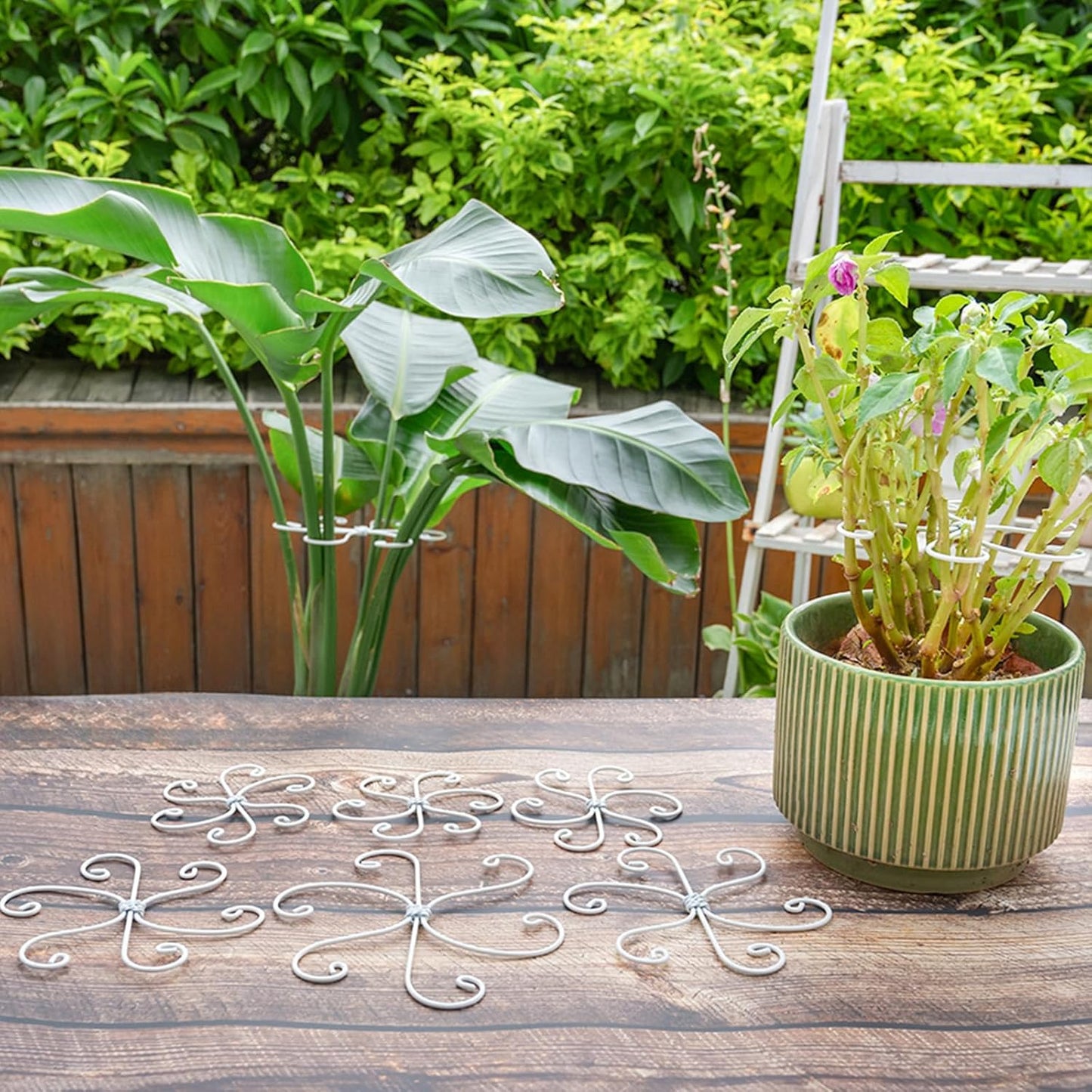Yohsnor Monstera Plant Stem Support System - 5 Piece Set (5.5x4.7in) | Durable Plant Support Stakes for Climbing Plants & Fishbone Cactus | Ideal Leaf Stabilizer for Indoor Plants & Monstera Care