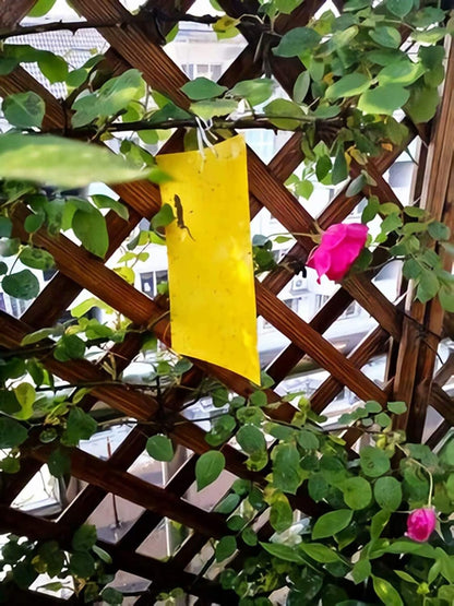 Faicuk Yellow Dual-Sided Sticky Fly Traps for Plant Insect Like Aphids, Fungus Gnats, Leaf Miners and White Flies (30 Pack)