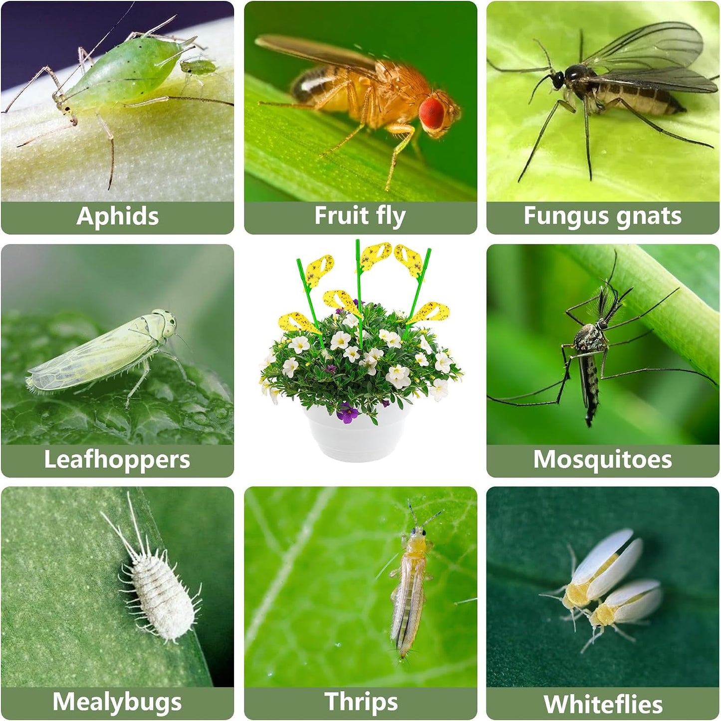 30PCS Fruit Fly Traps for Indoors Gnat Traps for House Indoor Yellow Sticky Traps for Plant Gnats Catcher for Whiteflies Fungus Gnat Mosquitoes Thrips... Stake Holders Included