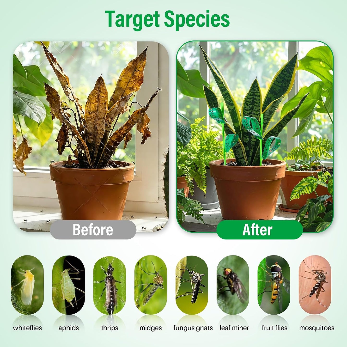 100 Pcs Gnat Sticky Traps for Plants, Sticky Traps for Gnats with 20 Stakes to Control, Aphids, Plant Bug, Mosquito Bits and Whiteflies(Green)