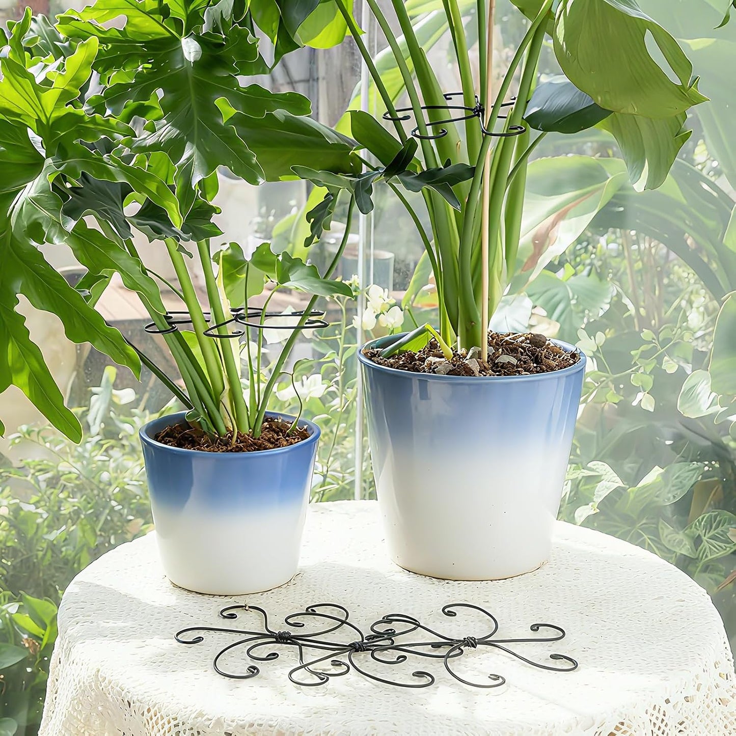 Yohsnor Monstera Plant Stem Support System - 5 Piece Set (5.5x4.7in) | Durable Plant Support Stakes for Climbing Plants & Fishbone Cactus | Ideal Leaf Stabilizer for Indoor Plants & Monstera Care