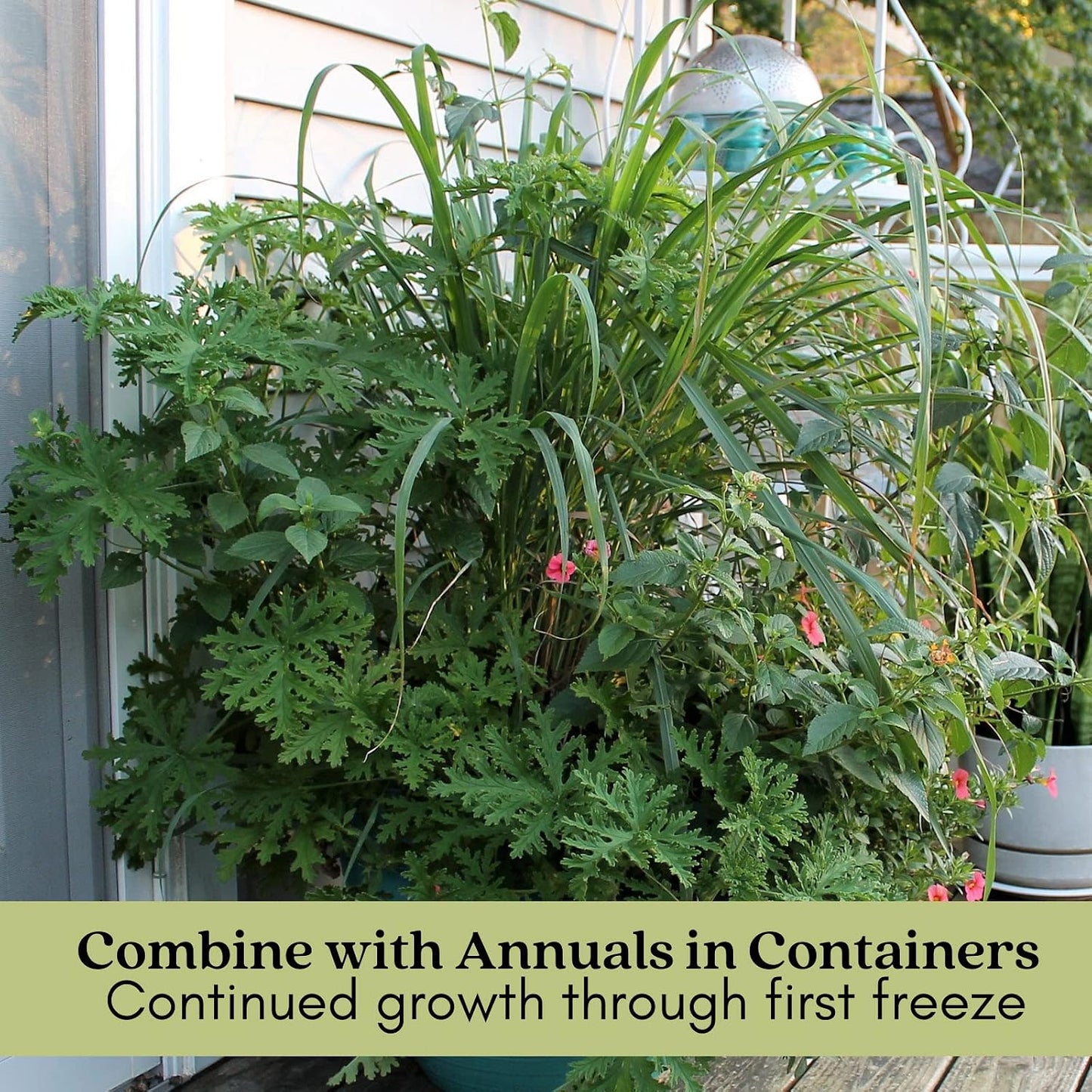 Clovers Garden Mosquito Trio Nine (9) Mosquito Repellent Live Plants | Non-GMO, Each 4" to 8" Tall in 4" Pots, INCLUDES Citronella Geranium, Lemongrass, Lantana (3 of Each Plant Type)