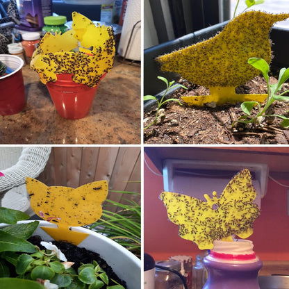Yellow Sticky Fruit Fly Trap 54 Pack, Gnat Traps for Indoor House Plants | Catches Fungus Gnats, Fruit Fly, Whitefly, Aphid, Leaf Miner, No Harm & Odorless, Safe For Indoor Garden & Outdoor Plant Use