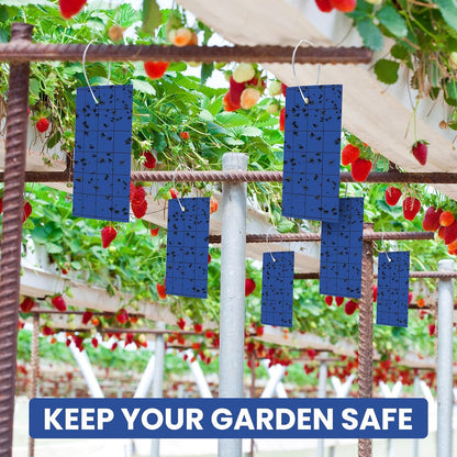 Qualirey 100 Sticky Trap for Gnats 3 x 5'' Dual Side Sticky Fruit Fly Trap with Tie Plant for Flying Insect Fungus Bugs Flying Catcher for Indoor (Dark Blue)