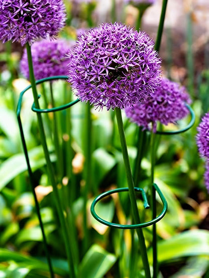 10 Pieces 24 inch Green Single Stem Plant Stakes Flower Support Rings,Gardening Planter Cages for Single Stem Flowers, Amaryllis, Peony, Lily,Narcissus