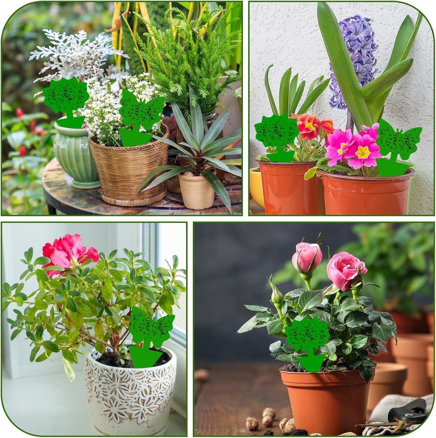 Fruit Fly Traps, 100 Pack Yellow Sticky Traps, Fungus Gnat Traps, Plant Fly Stickers for Indoor and Outdoor Use Protect The Plant