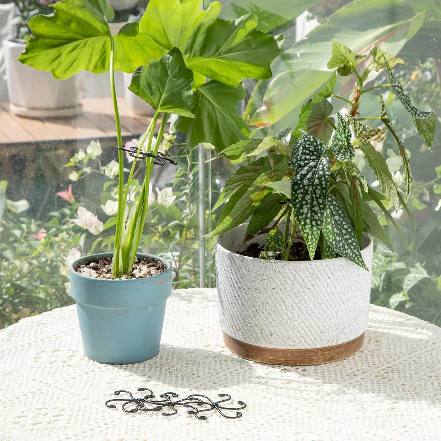 Yohsnor Monstera Plant Stem Support System - 5 Piece Set (5.5x4.7in) | Durable Plant Support Stakes for Climbing Plants & Fishbone Cactus | Ideal Leaf Stabilizer for Indoor Plants & Monstera Care