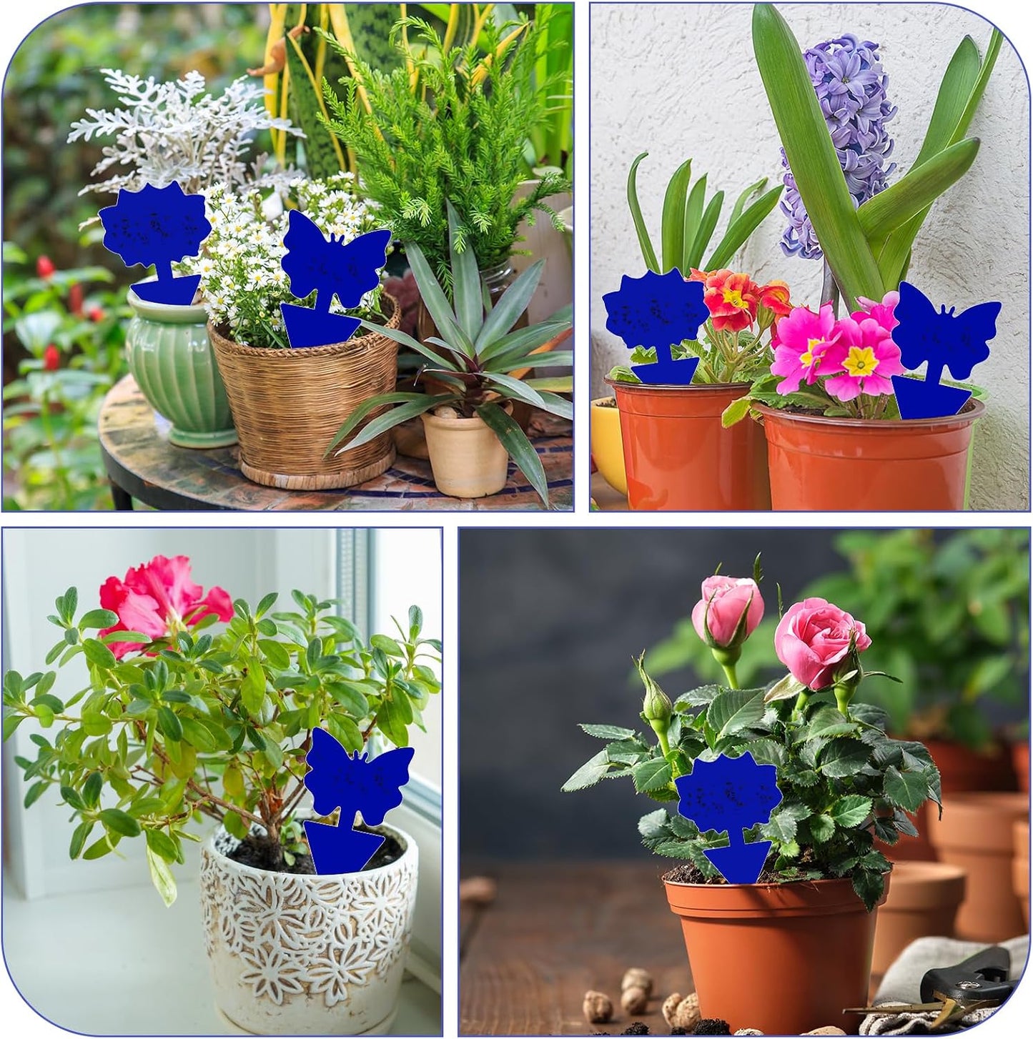 Fruit Fly Traps, 100 Pack Yellow Sticky Traps, Fungus Gnat Traps, Plant Fly Stickers for Indoor and Outdoor Use Protect The Plant