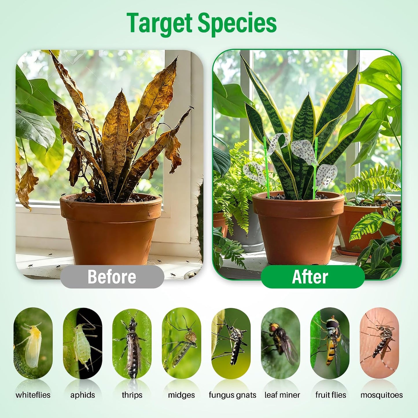 100 Pcs Gnat Sticky Traps for Plants, Sticky Traps for Gnats with 20 Stakes to Control, Aphids, Plant Bug, Mosquito Bits and Whiteflies(Green)