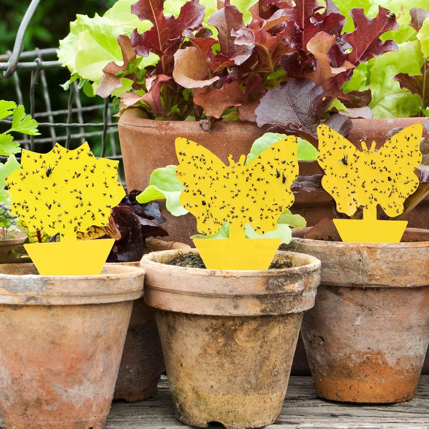 Garsum Fruit Fly Sticky Trap for Indoor and Outdoor, 36 Pack Fungus Gnat Killer for Houseplant,Mosquitos, Flying Insect, White Flies
