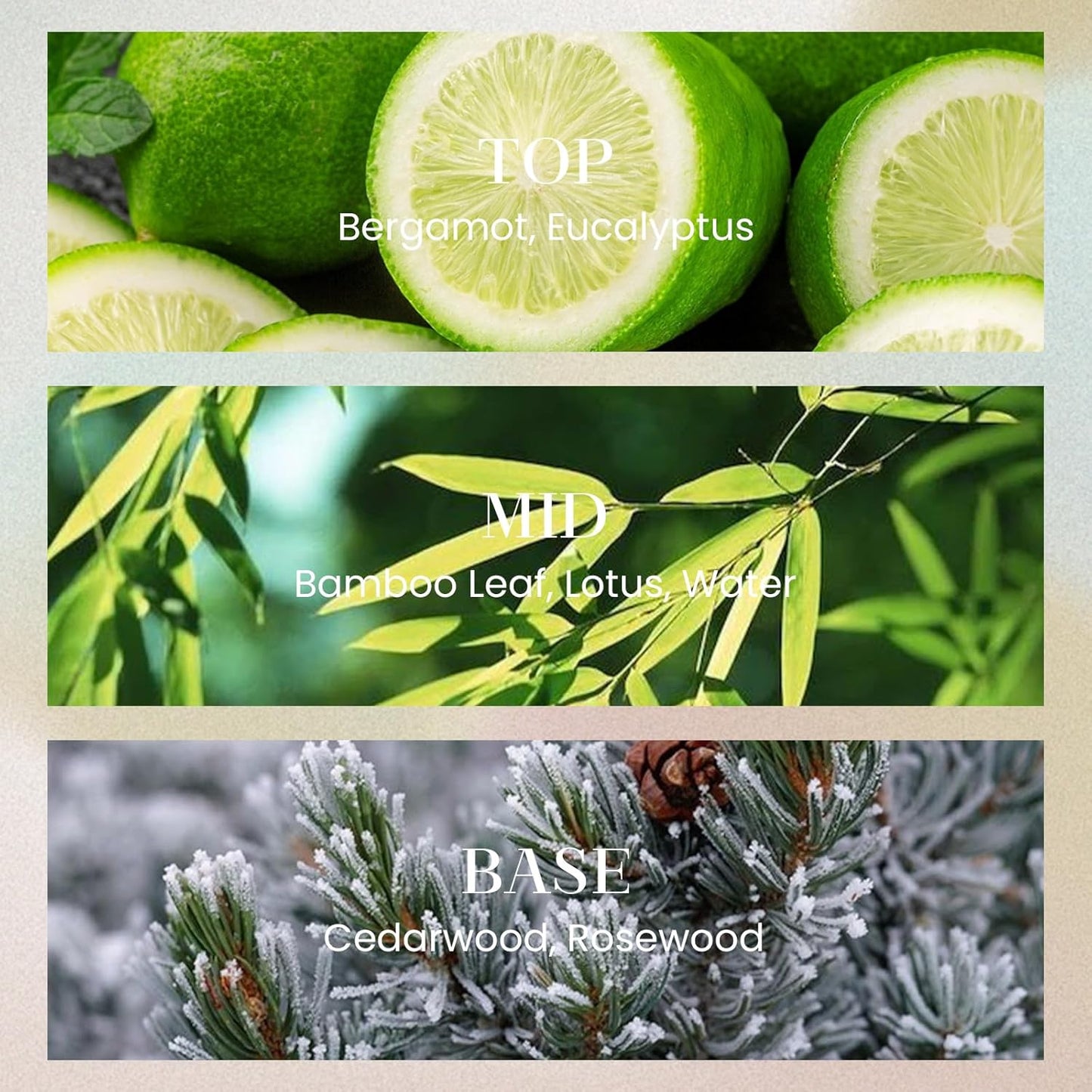 M&SENSE 6.3 oz Large Reed Diffuser Set | Lime+Basil Scent Oil Diffuser with Sticks | Hotel Collection Non-Toxic Home Fragrance |for Bedroom Bathroom Living Room - Colors B
