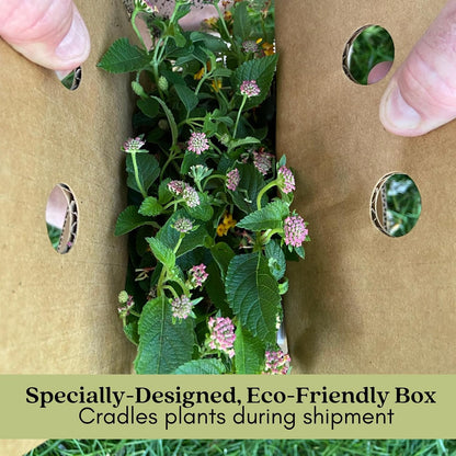 Clovers Garden Mosquito Trio Nine (9) Mosquito Repellent Live Plants | Non-GMO, Each 4" to 8" Tall in 4" Pots, INCLUDES Citronella Geranium, Lemongrass, Lantana (3 of Each Plant Type)