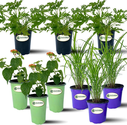 Clovers Garden Mosquito Trio Nine (9) Mosquito Repellent Live Plants | Non-GMO, Each 4" to 8" Tall in 4" Pots, INCLUDES Citronella Geranium, Lemongrass, Lantana (3 of Each Plant Type)