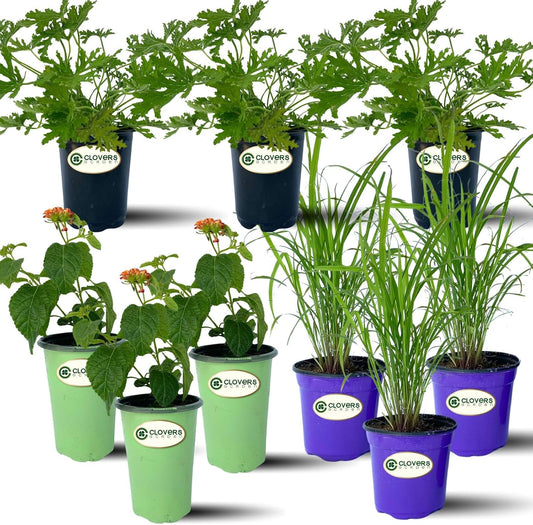 Clovers Garden Mosquito Trio Nine (9) Mosquito Repellent Live Plants | Non-GMO, Each 4" to 8" Tall in 4" Pots, INCLUDES Citronella Geranium, Lemongrass, Lantana (3 of Each Plant Type)