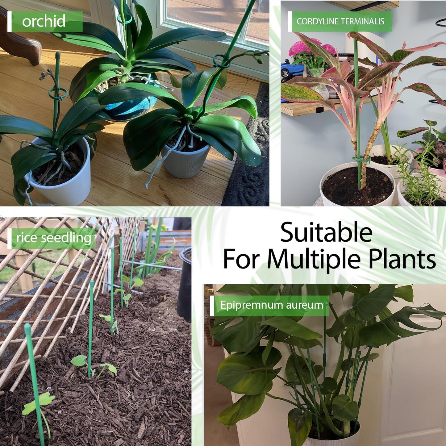 Plant Stakes,MAFONE 10Pcs 15Inch Adjustable Length Plant Support Stakes | Plant Support Orchid Sticks Extended to 2/3/4ft, Plant Sticks Support Tall for Monstera,Orchids,Tomatoes,Vines