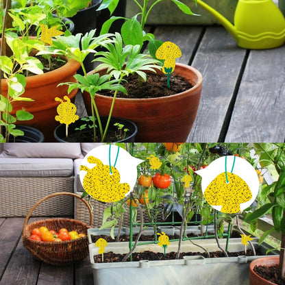36 Pack Fruit Fly Traps for Indoors, Gnat Traps for House Indoor, Sticky Traps Fungus Gnats Killer for Mosquito and Flying Insects, Bug Pest Insect Catcher Killer for Houseplant