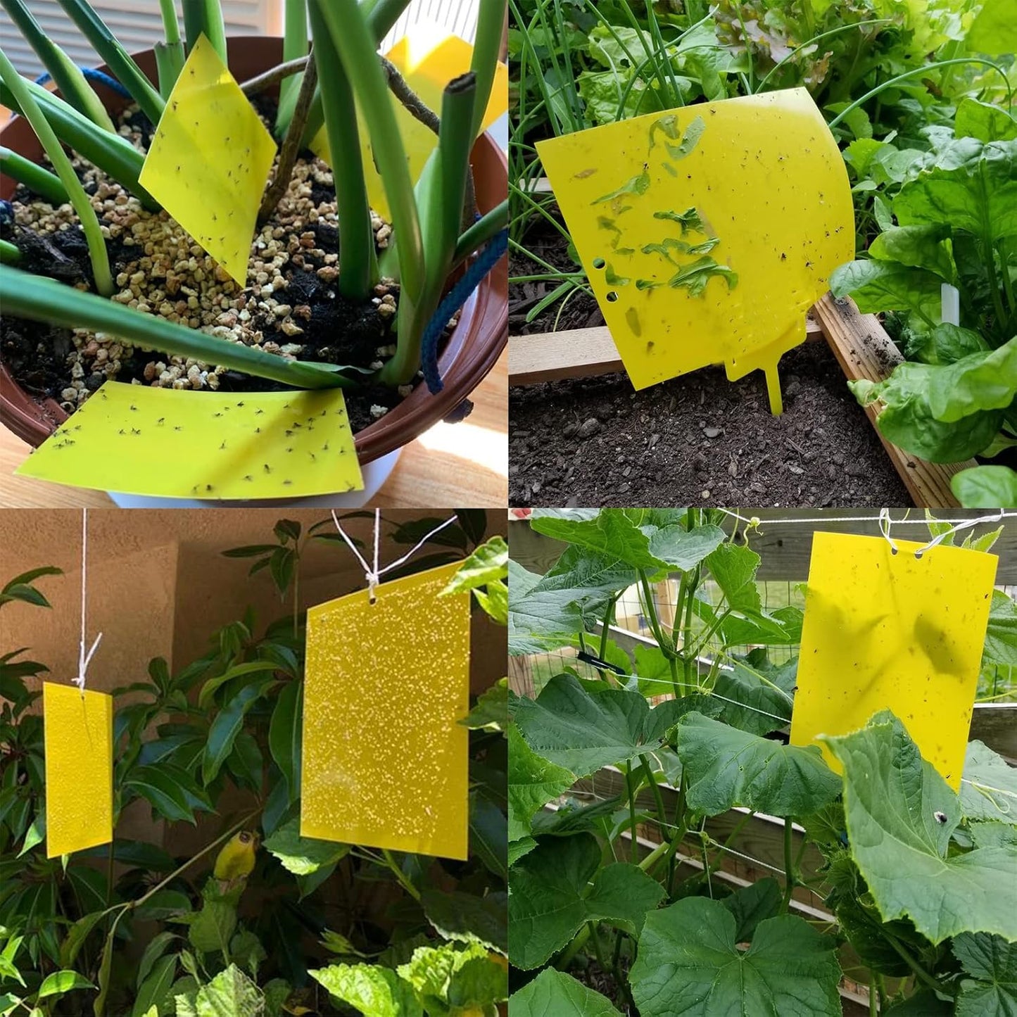Garutom 20-Pack Dual-Sided Yellow Sticky Traps for Flying Plant Insect Such as Fungus Gnats, Whiteflies, Aphids, Leafminers, etc (6x8 Inches, Included 20pcs Twist Ties)