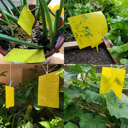Garutom 20-Pack Dual-Sided Yellow Sticky Traps for Flying Plant Insect Such as Fungus Gnats, Whiteflies, Aphids, Leafminers, etc (6x8 Inches, Included 20pcs Twist Ties)