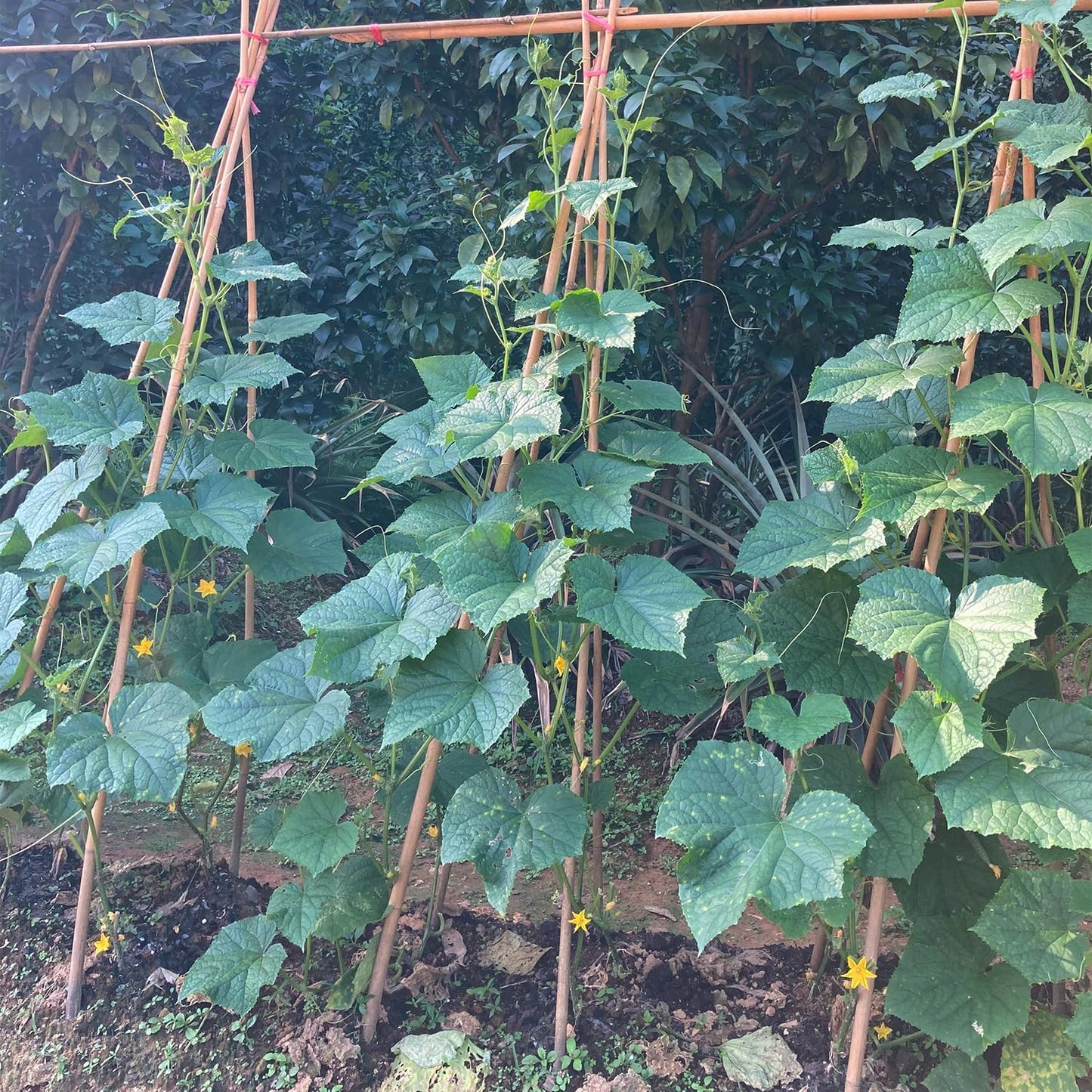 Plant Stakes,18 Inches Natural Garden Bamboo Sticks,BOVITRO 20Pcs Plant Support Stakes for Tomatoes,Beans,Vegetable and Potted Plants
