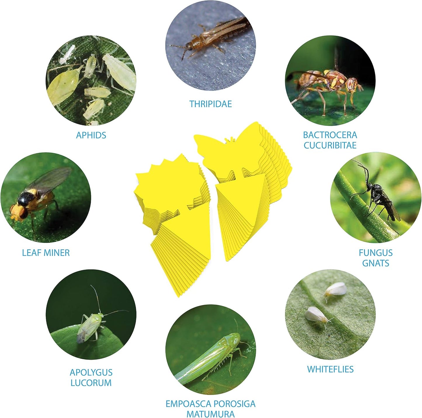 15 pcs Gnat Traps for House Indoor, Fungus Gnat Sticky Traps for Plants, Sticky Traps for Gnats - Plant Sticky Traps for Bugs, Sticky Fly Traps for Plants Trap Fungus Gnat, Fruit Fly and Other Insects