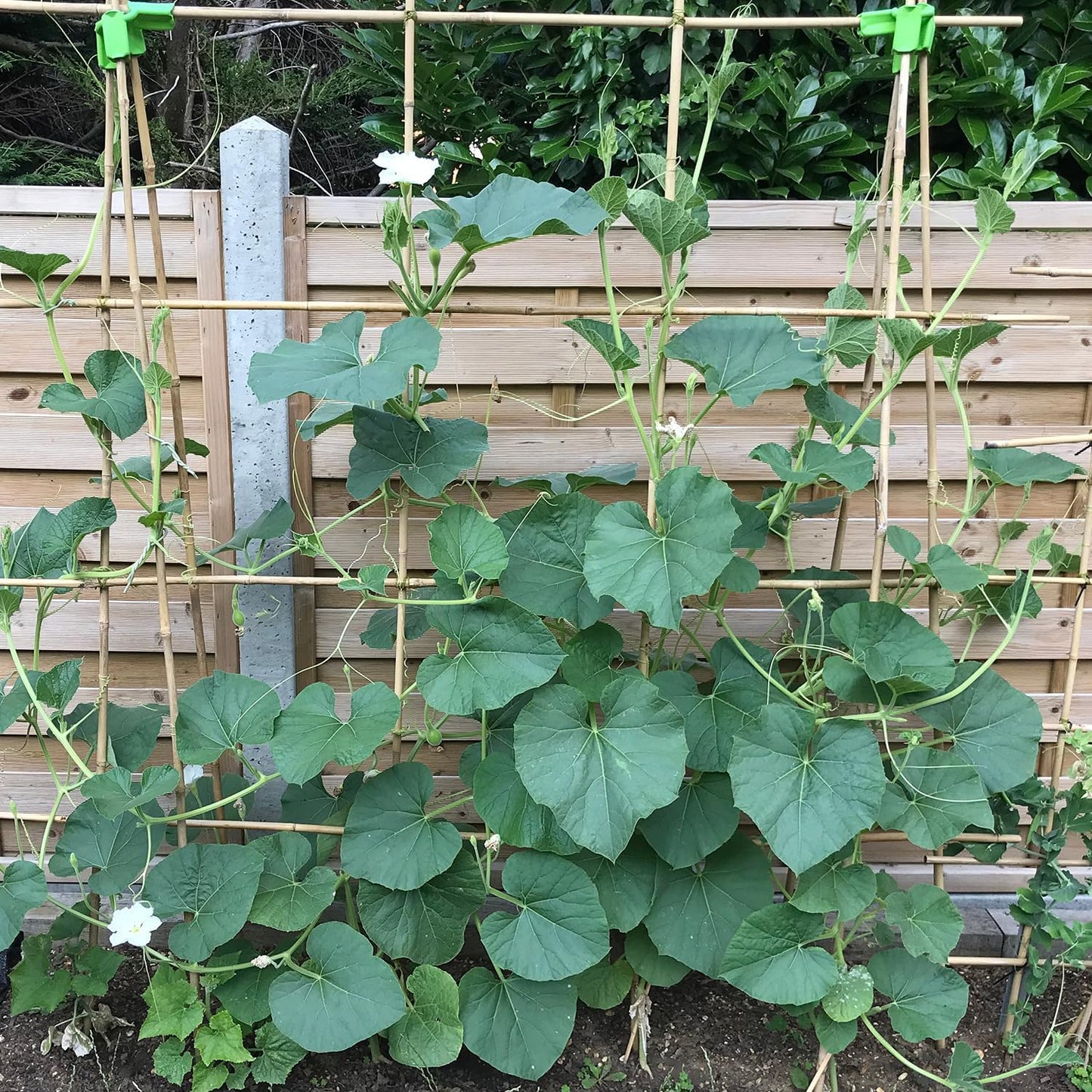 Plant Stakes 18inch, 20Pcs Natural Bamboo Sticks Garden Stakes, HAINANSTRY Plant Support Stakes for Indoor & Outdoor Plants, Orchid Tomato Vegetable Stakes for Garden