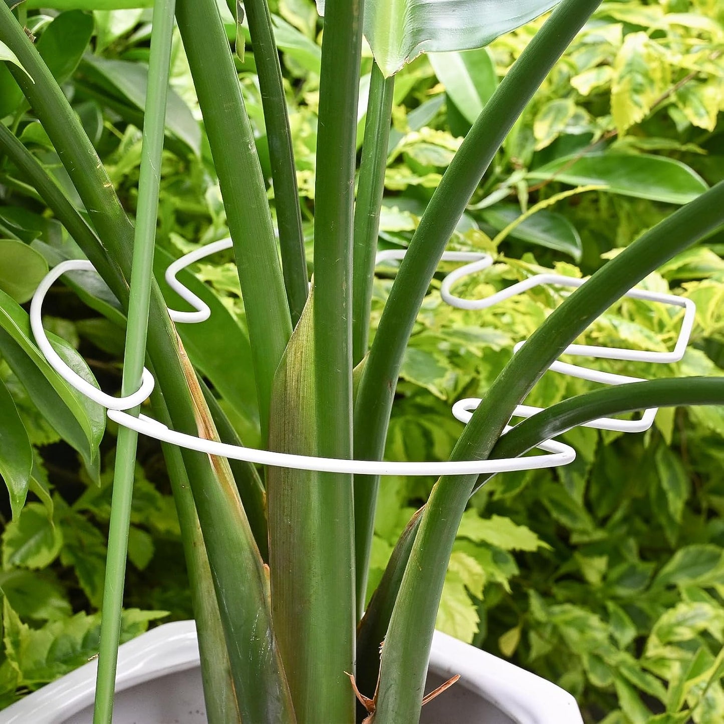 Yohsnor Monstera Plant Stem Support System - 5 Piece Set (5.5x4.7in) | Durable Plant Support Stakes for Climbing Plants & Fishbone Cactus | Ideal Leaf Stabilizer for Indoor Plants & Monstera Care