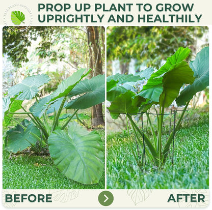 LEOBRO Plant Support, 8PCS Peony Cages and Supports, Plant Stakes for Indoor Plants, Outdoor Plants, Metal Garden Stakes, Plant Holders, Tomato Monstera Hydrangea Support Cage, 10" W x 15.8" H