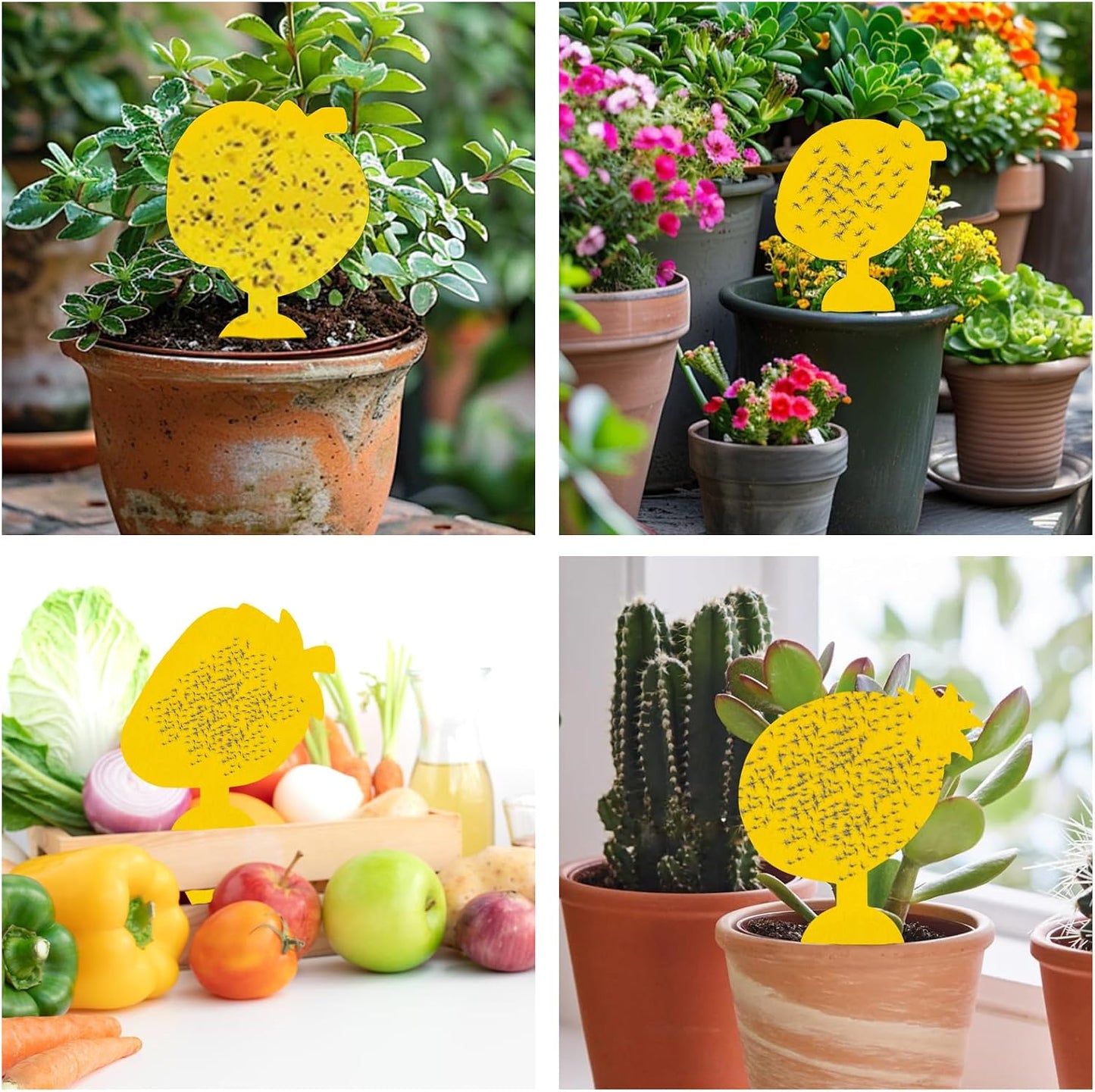 60 Pack Fruit Fly Traps Fungus Gnat Traps, Fruit Shape Yellow Sticky Bug Traps for Indoor Outdoor Plants, Dual-Sided Sticky Traps for Whiteflies, Aphids & Flying Insects