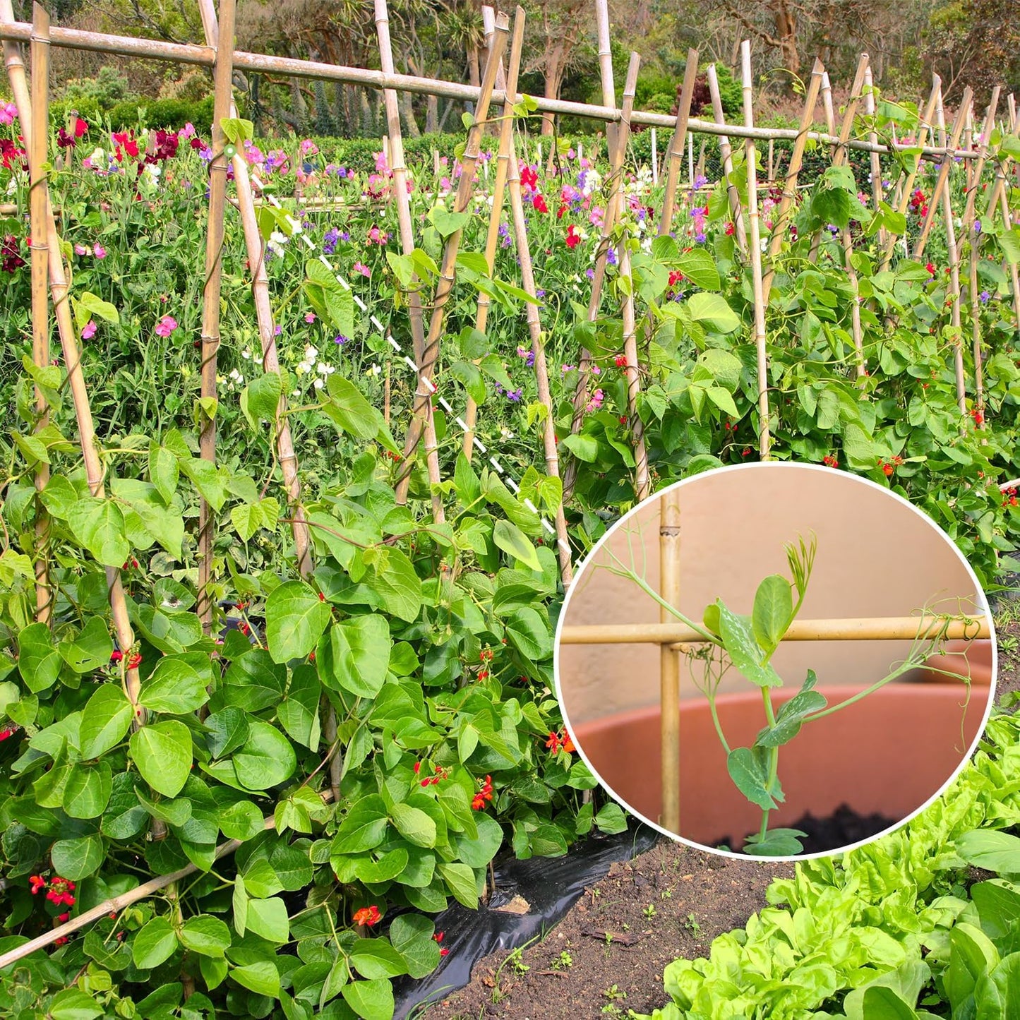 GAGINANG Plant Stakes Natural Garden Bamboo Sticks for Indoor and Outdoor, 20pcs for Tomatoes, Beans, Potted Plants - 18 inches