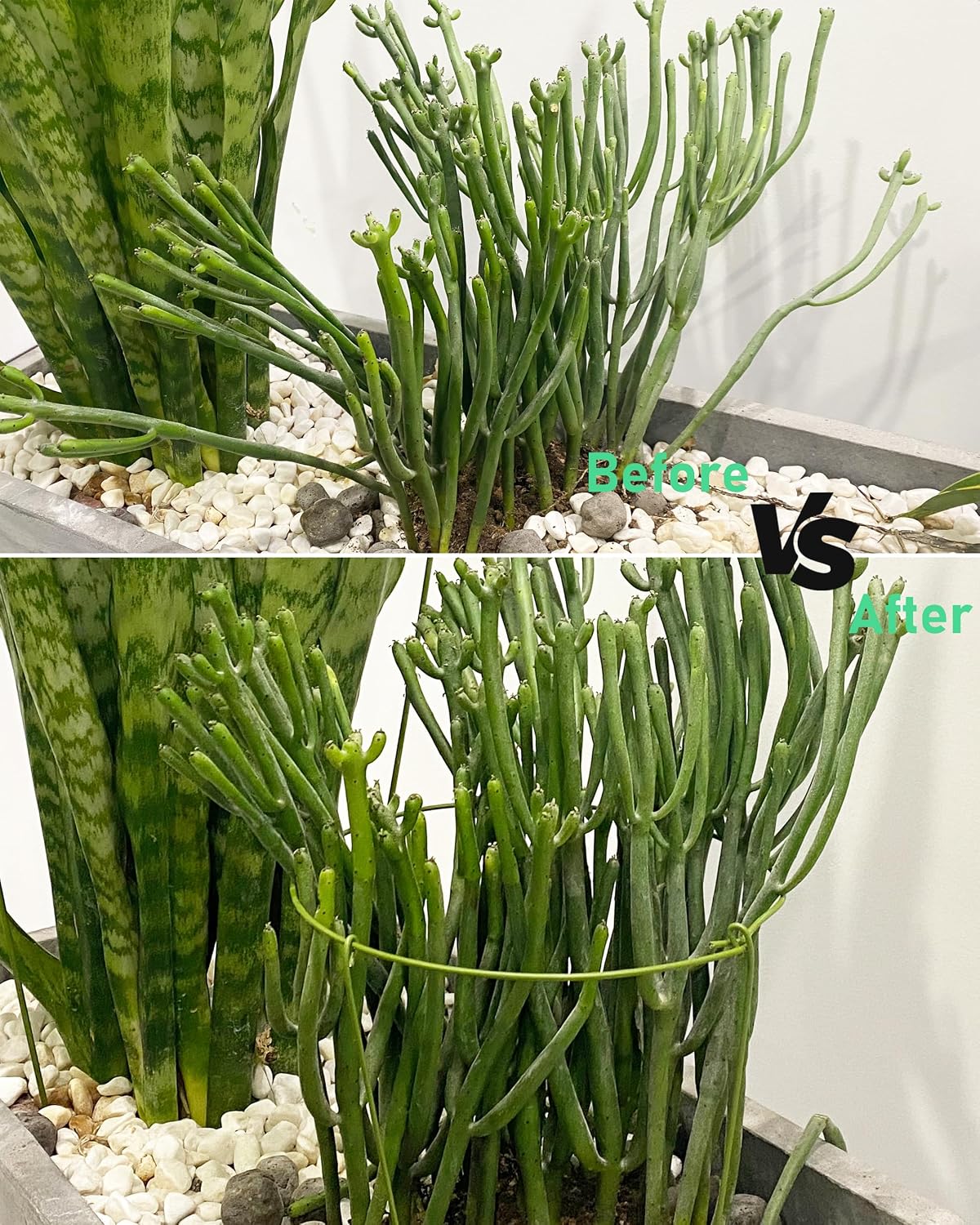 3-Pack Heavy Duty Plant Support Stakes, Metal Plant Ring Cages for Indoor Outdoor Plants, Adjustable Garden Stakes for Orchids, Monstera, Pothos, Hydrangea, Vines & Potted Plant (10" W x 17" H)