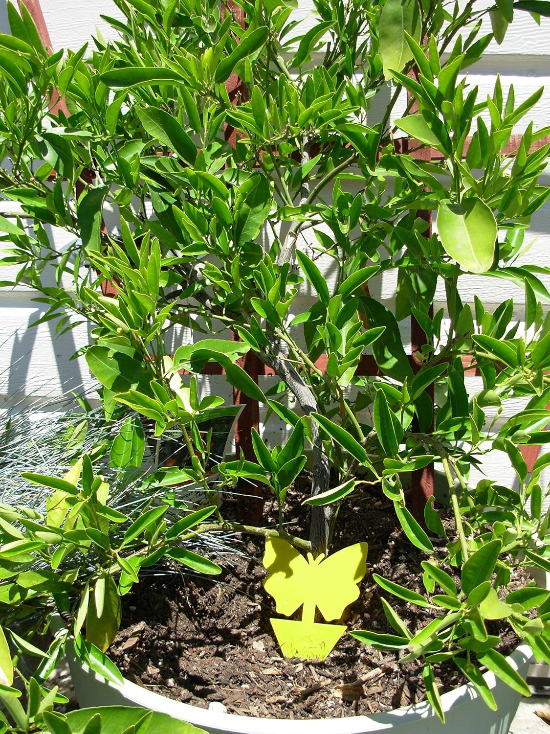 Yellow Dual Sticky Fly Traps 10-Pack for Gnat Whiteflies Fungus Gnats Flying Insects - Houseplant Disposable Glue Trappers Save a Garden Butterfly Shape