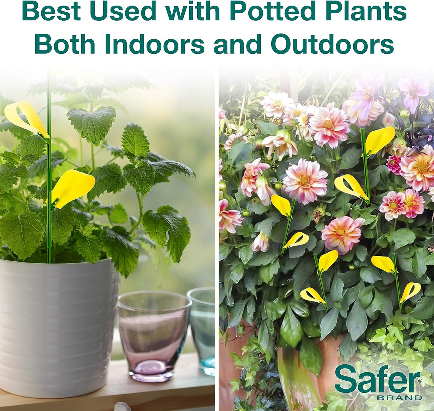 Safer Brand Home SH5026 Houseplant Sticky Stake Insect Traps for Indoor Plants - 16 Traps Included - Controls Aphids, Whiteflies, Fruit Flies, Fungus Gnats, and Other Insects