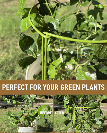 6-Packy Plant Support Stakes, Steel Stakes for Indoor Plants, Monstera & Peony Support, Tall Plant Sticks for Snake Plant, Climbing Vines (8" Wide x 14" High)